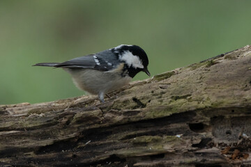 Tannenmeise (Periparus ater)