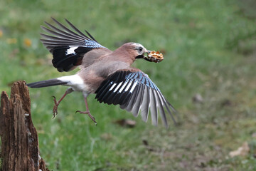 Eichelhäher (Garrulus glandarius)