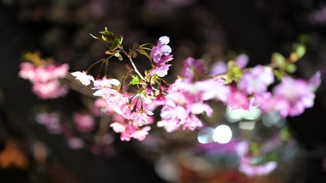 ライトアップされた夜桜のアップの動画