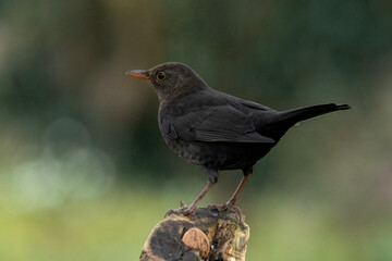 Amsel (Turdus merula)