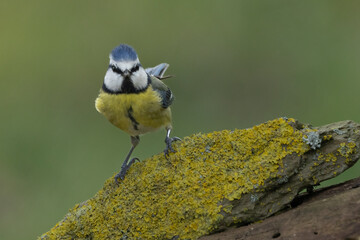 Blaumeise (Cyanistes caeruleu)