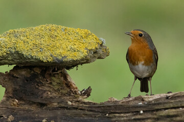 Rotkehlchen (Erithacus rubecula)