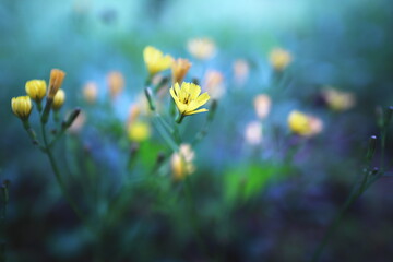 幻想的で美しい小さな黄色い草花