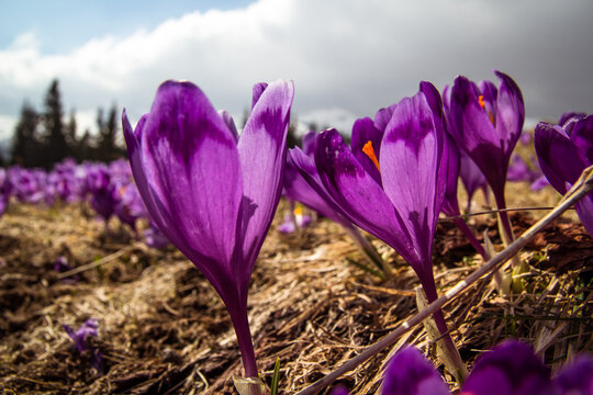 Close up purple crocus scepusiensis flowers at meadow concept photo. Front view photography with sky on background. Natural light. High quality picture for wallpaper, travel blog, magazine, article