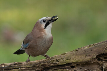 Eichelh&auml;her (Garrulus glandarius) 