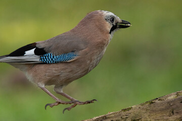 Eichelhäher (Garrulus glandarius) 