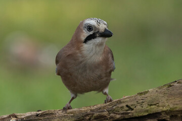 Eichelhäher (Garrulus glandarius) 