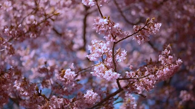 ライトアップされた夜桜のアップの動画