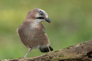 Eichelh&auml;her (Garrulus glandarius) 