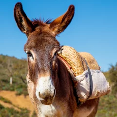 Fotobehang portrait of donkey in Morocco © M.studio