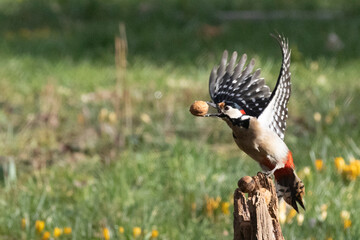 Buntspecht (Dendrocopos major)