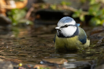Blaumeise (Cyanistes caeruleu) badet