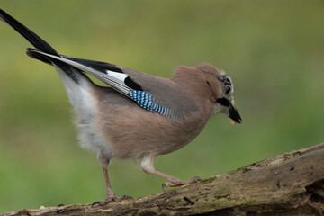 Eichelhäher (Garrulus glandarius) 
