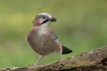 Eichelhäher (Garrulus glandarius) 