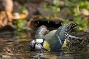 Blaumeise (Cyanistes caeruleu) badet