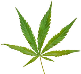 Naklejka na ściany i meble cannabis, hemp leaf cut out on transparent background.