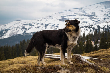 Close up domestic mongrel dog standing on hill concept photo. Front view photography with mountains on background. Natural light. High quality picture for wallpaper, travel blog, magazine, article