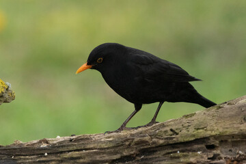 Amsel (Turdus merula)    