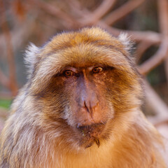 portrait of monkey in Morocco- Ouzoud