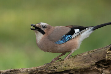 Eichelhäher (Garrulus glandarius) 