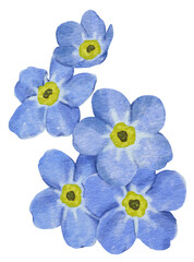 Forget Me Not blue flower watercolor painted isolated on background. Decorative design elements.
