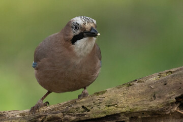 Eichelhäher (Garrulus glandarius) 