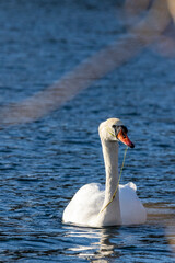 single swan in clear blue water with sun reflections 