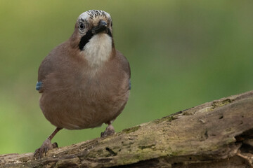 Eichelhäher (Garrulus glandarius) 