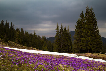 Crocus flowers meadow with melting snow and firs landscape photo. Nature scenery photography with slope on background. Ambient light. High quality picture for wallpaper, travel blog, magazine, article