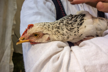 Chicken close-up on the hands of a girl.  Free range chicken.