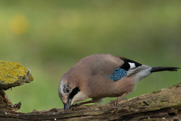 Eichelhäher (Garrulus glandarius) 