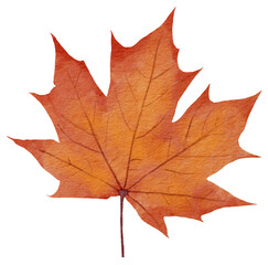 Orange maple Leaf watercolor painted isolated on background. Decorative design elements.