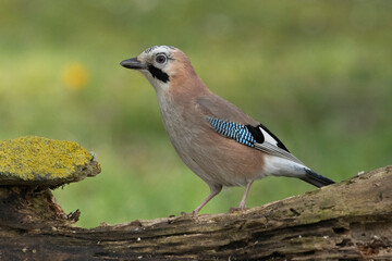 Eichelhäher (Garrulus glandarius) 