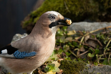 Eichelhäher (Garrulus glandarius) 