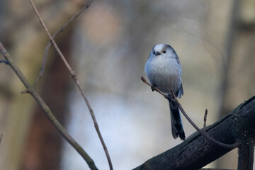 Schwanzmeise (Aegithalos caudatus) 