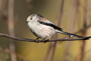 Schwanzmeise (Aegithalos caudatus) 
