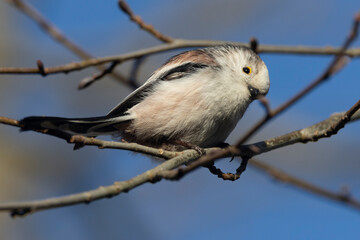 Fototapeta premium Schwanzmeise (Aegithalos caudatus) 