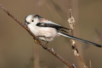 Obraz premium Schwanzmeise (Aegithalos caudatus)