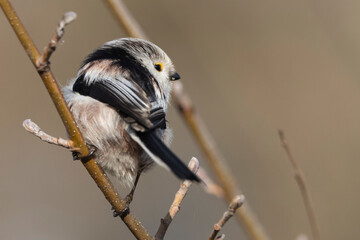 Schwanzmeise (Aegithalos caudatus)