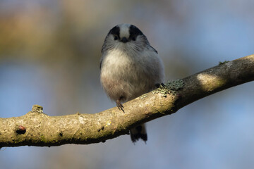 Schwanzmeise (Aegithalos caudatus)