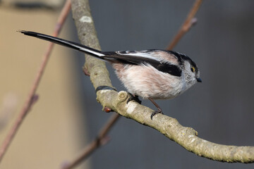Schwanzmeise (Aegithalos caudatus)