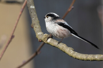 Schwanzmeise (Aegithalos caudatus)