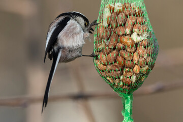 Schwanzmeise (Aegithalos caudatus)