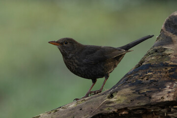 Amsel (Turdus merula)