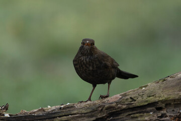 Amsel (Turdus merula)