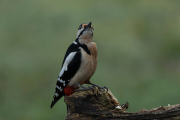 Buntspecht (Dendrocopos major)