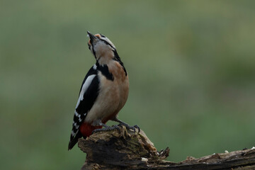Buntspecht (Dendrocopos major)