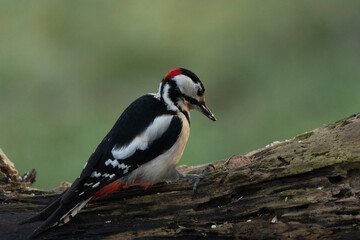 Buntspecht (Dendrocopos major)