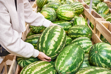 Watermelon in hands of buyer in shop