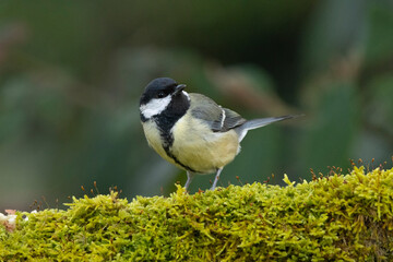 Kohlmeise (Parus major)